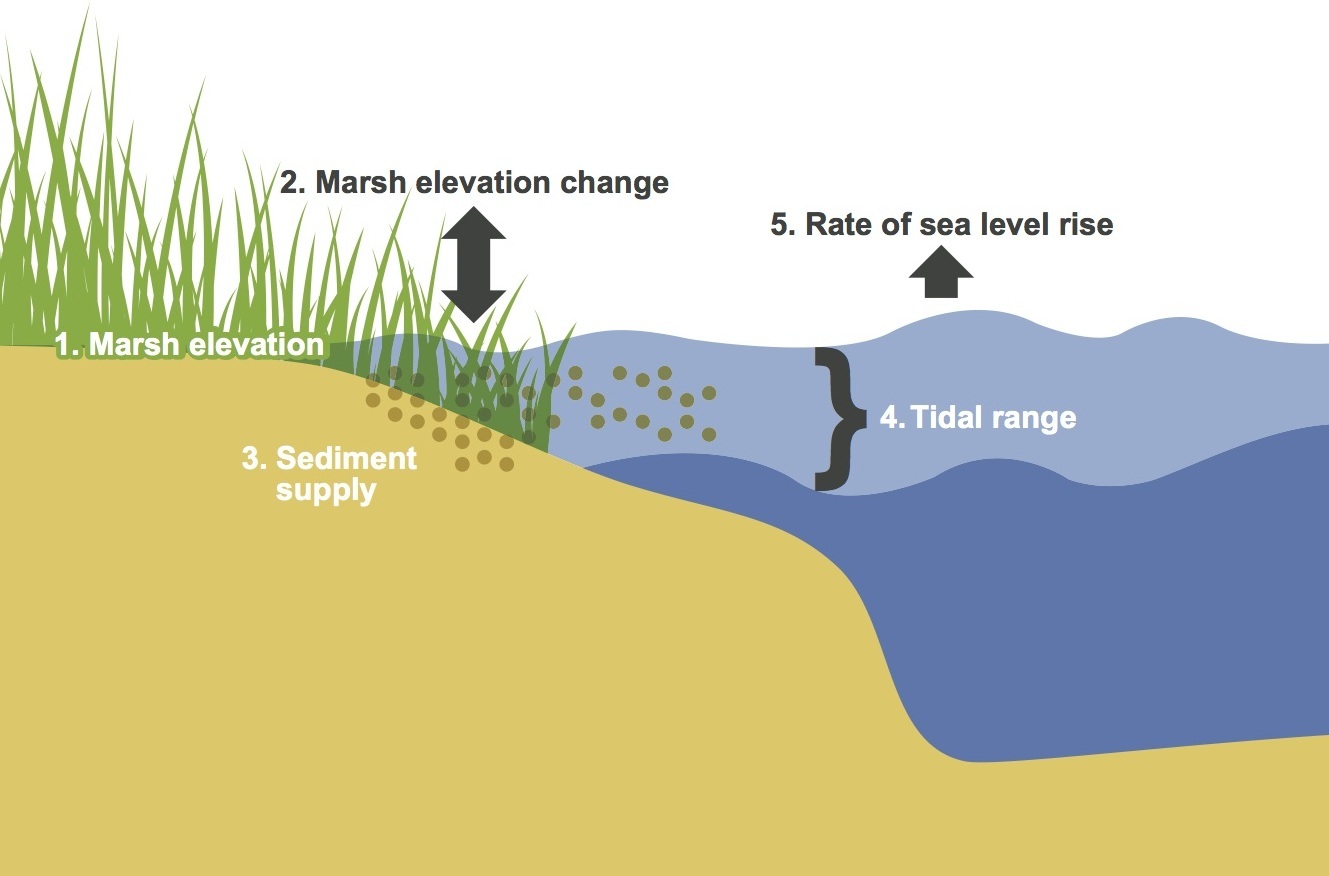 Tidal marsh dynamics across the NERRS | Elkhorn Slough