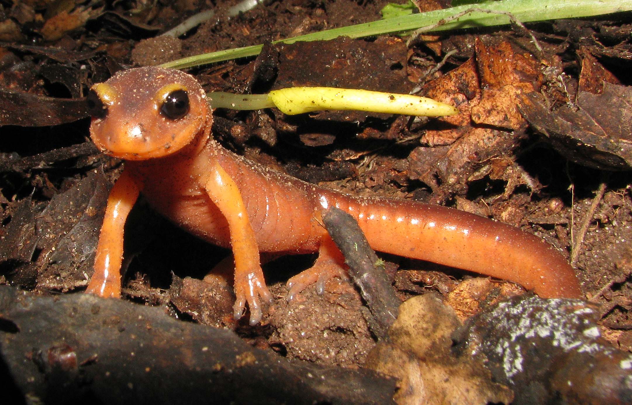 Ensatina - Elkhorn Slough