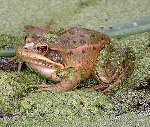 Science in Action: Threatened Amphibians of Elkhorn Slough