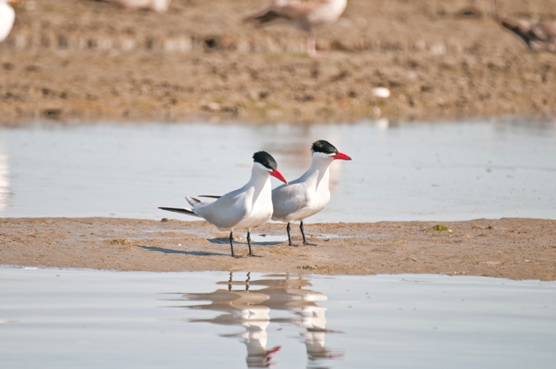 Caspian Tern Elkhorn Slough