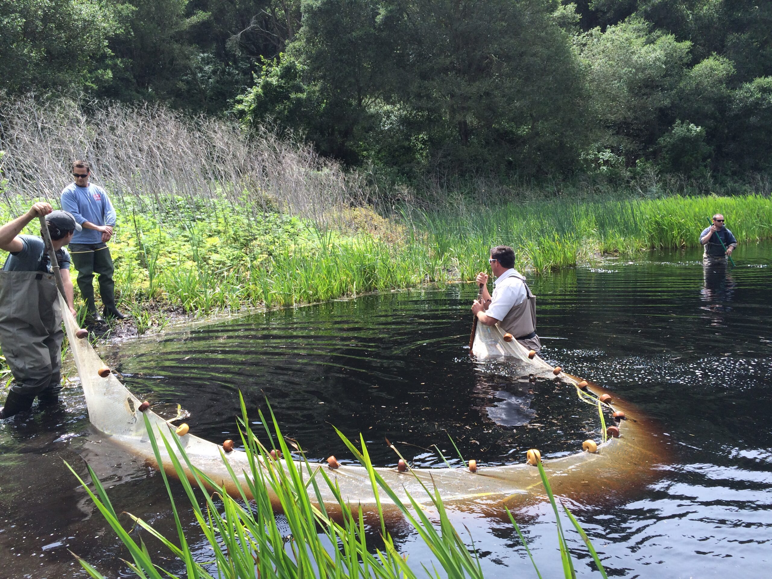 Amphibian Habitat